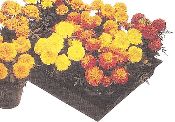 TAGETES HERO SPRY 1000 SEMI - Foto 2